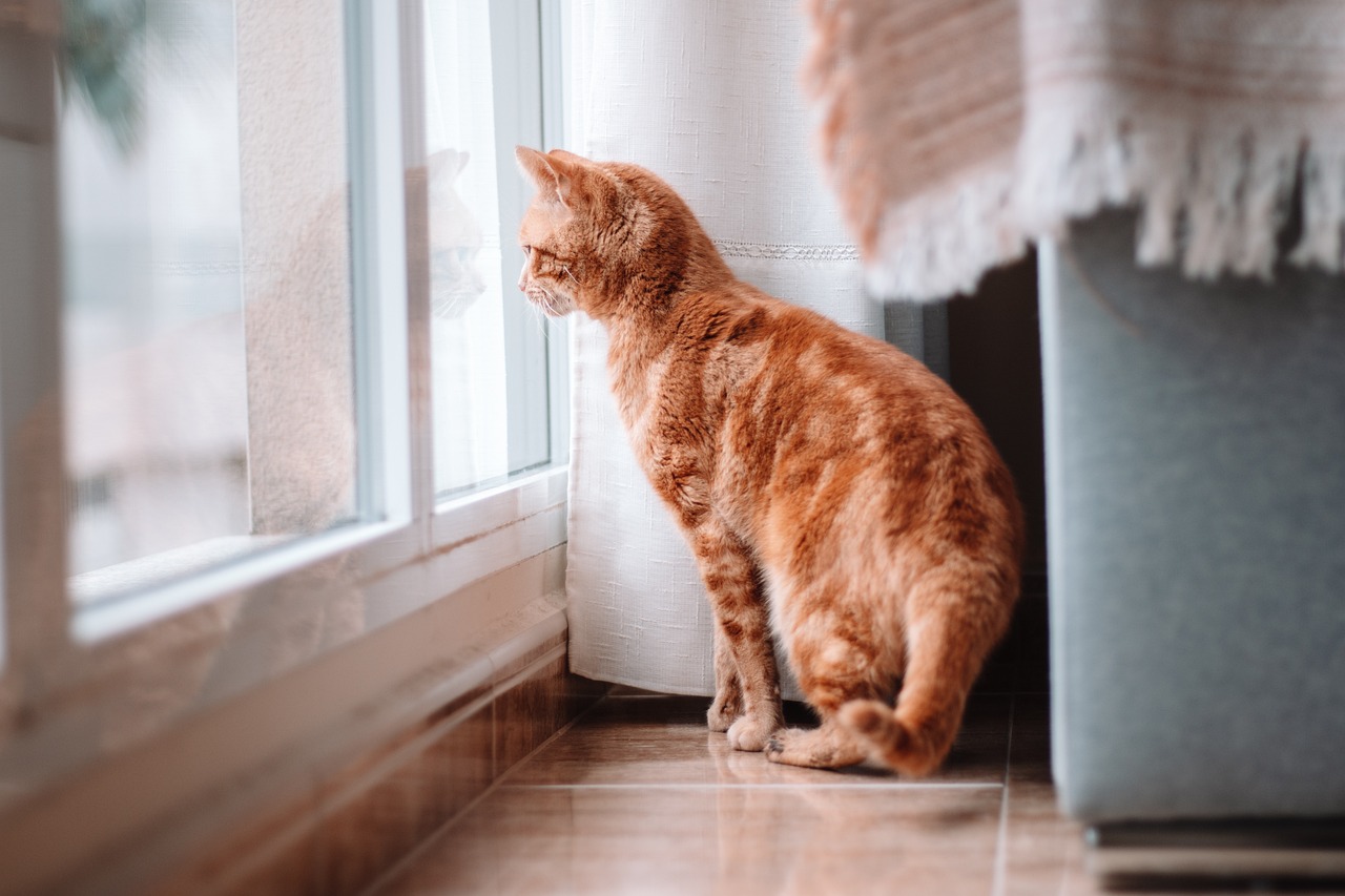 cat-5627808_1280