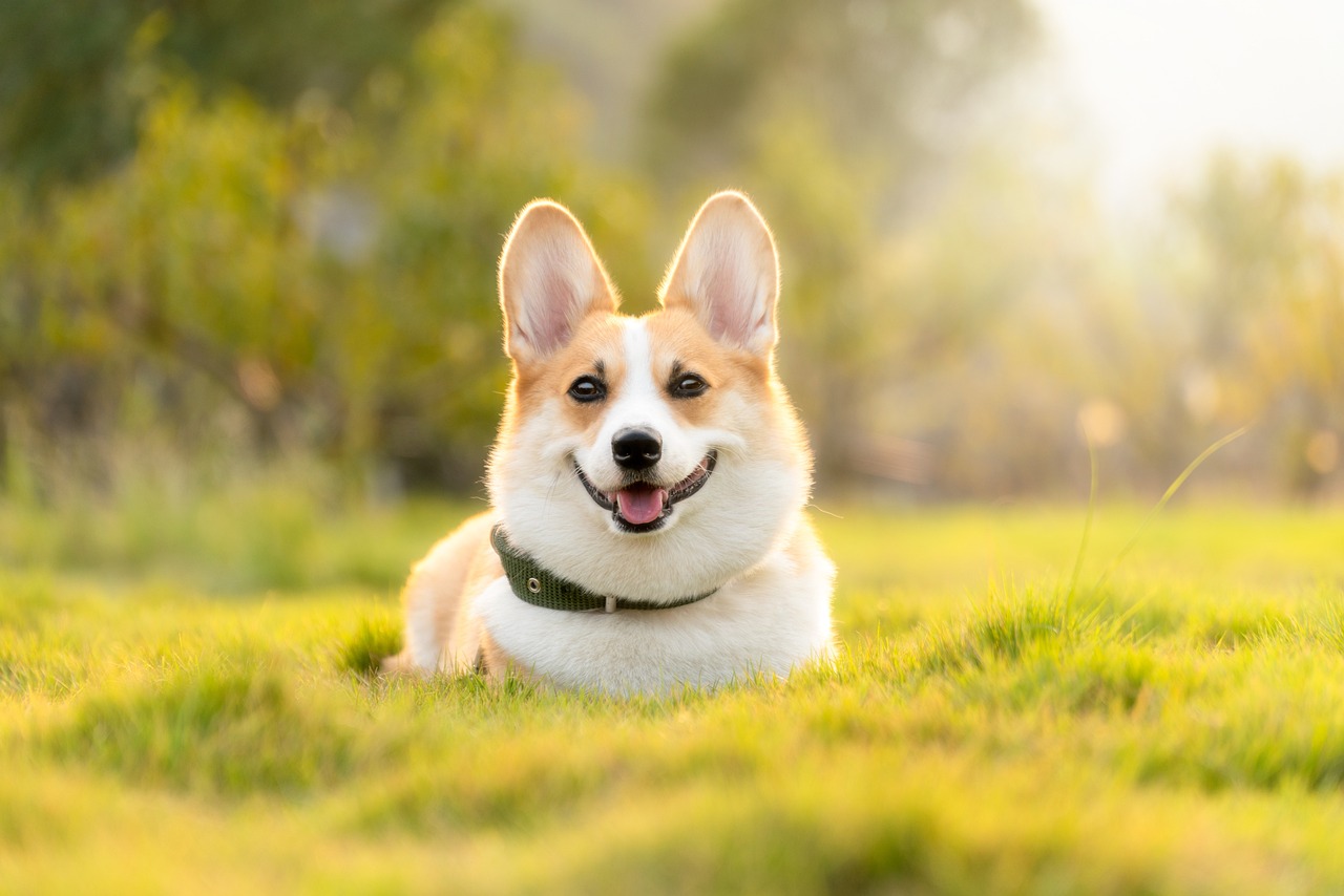 dog-4988985_1280