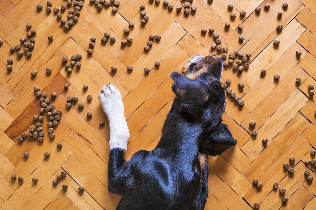 dog-food-5175619_1280