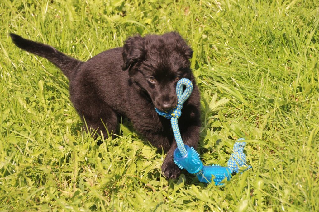 puppy-5006299_1280